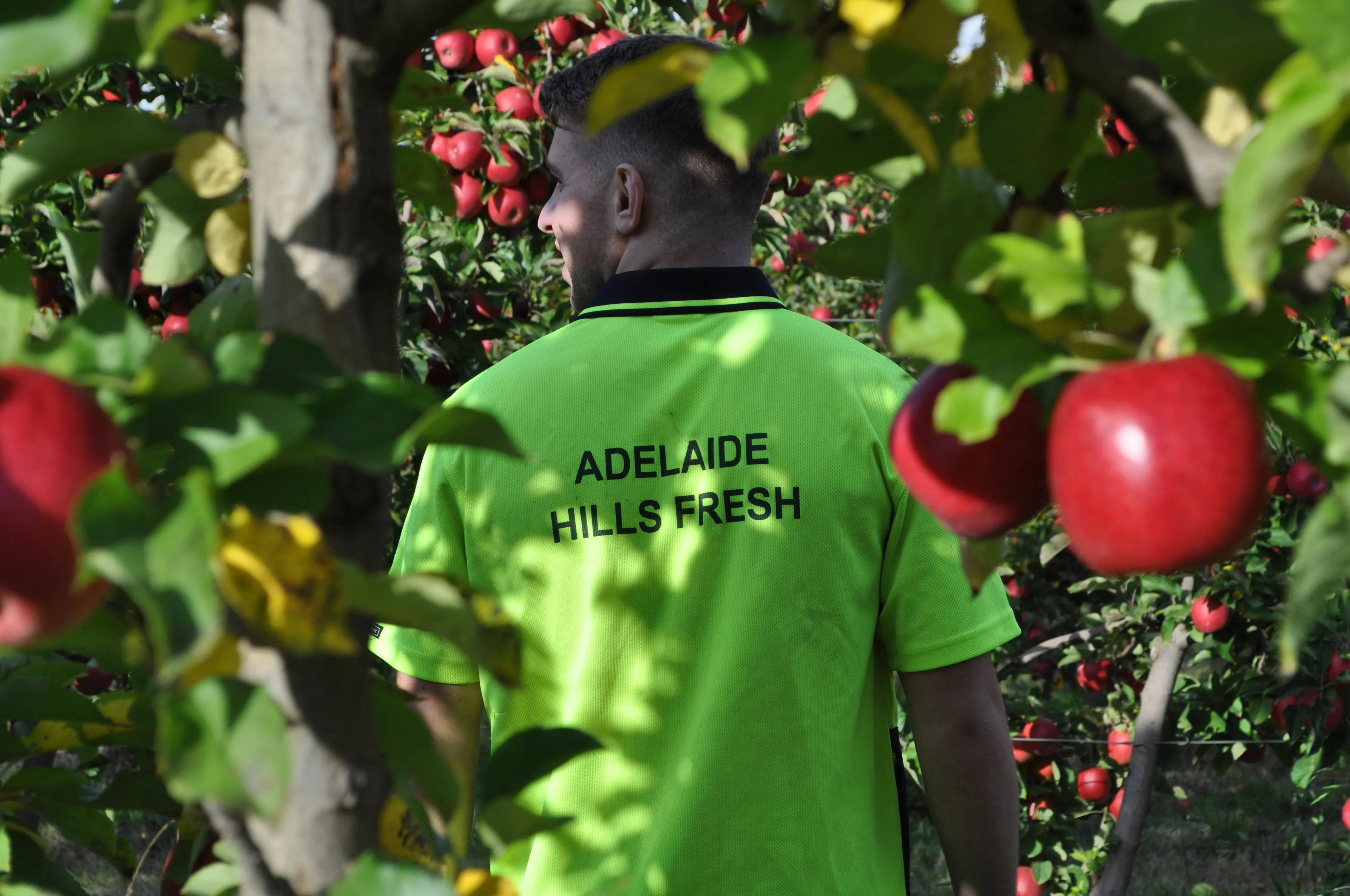 Apples trees and an AHF worker.