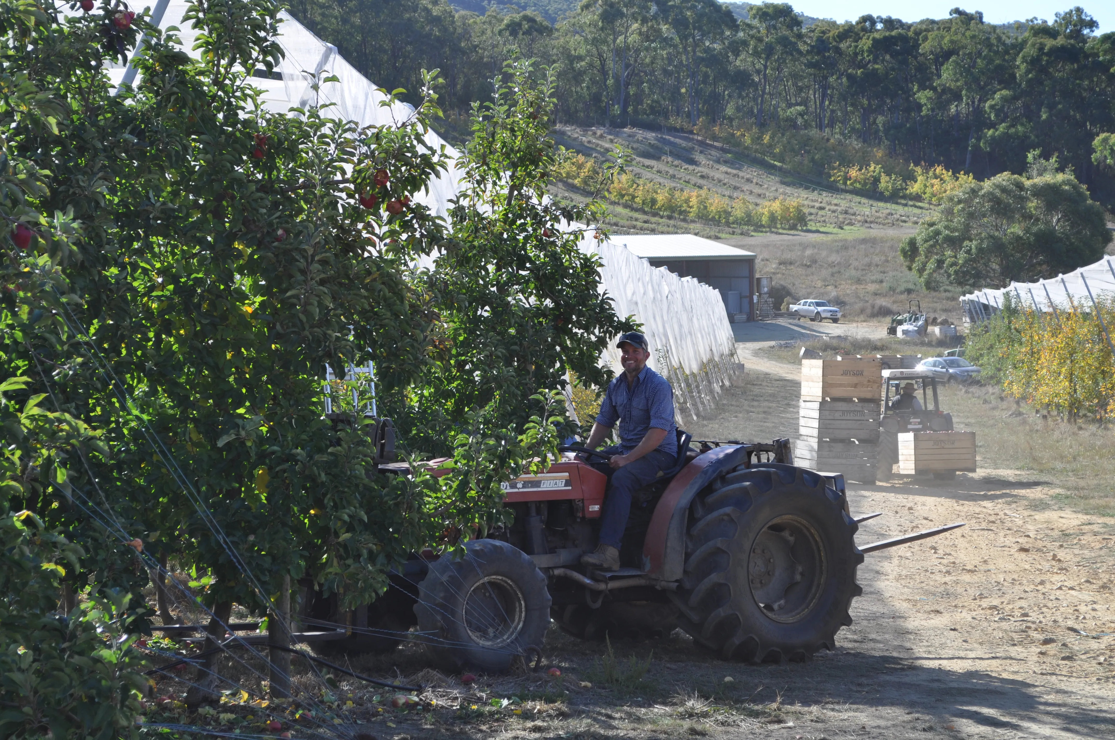 Apples trees and an AHF worker.